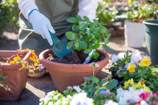 Gardening
