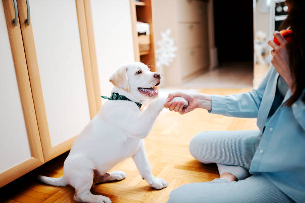 Pet Training