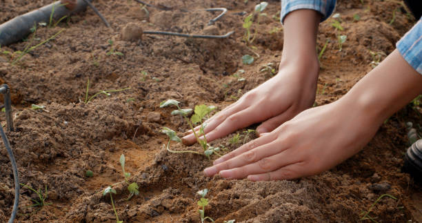 Start a Garden